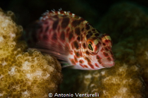 Coral fish_Andamans_April2024
(Canon100,1/200,f10,iso100) by Antonio Venturelli 